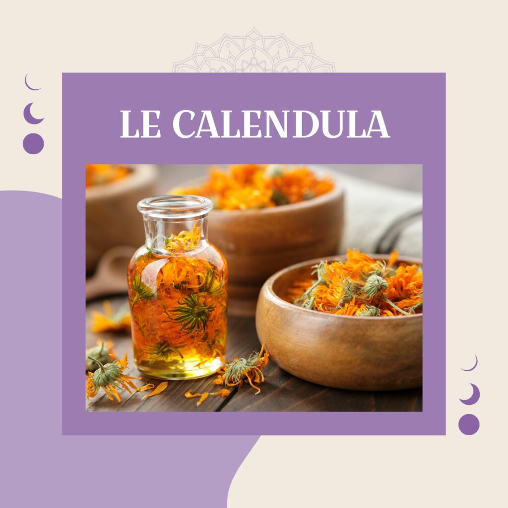 Visuel sur le calendula